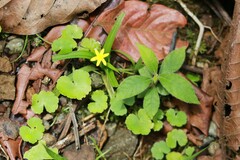 Hypoxis decumbens
