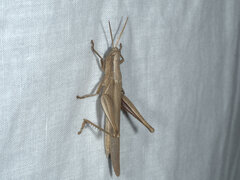 Stenocatantops vitripennis