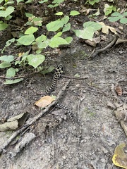 Heterodon platirhinos