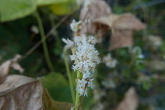 Cuscuta californica