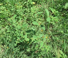 Euphorbia nutans