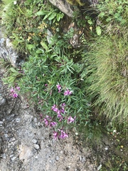 Chamaenerion fleischeri