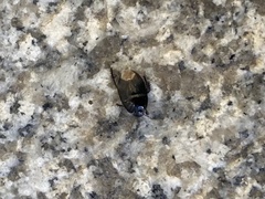 Pangaeus bilineatus