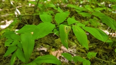 Polygonatum