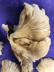 Pleurocybella porrigens