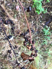 Grewia latifolia