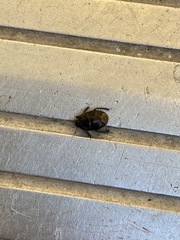 Pangaeus bilineatus