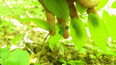 Polygonatum