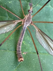 Tipula oleracea