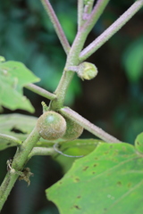 Solanum quitoense