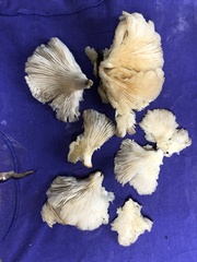 Pleurocybella porrigens