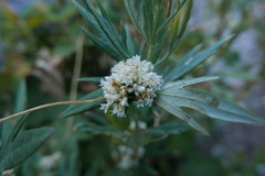 Cuscuta californica