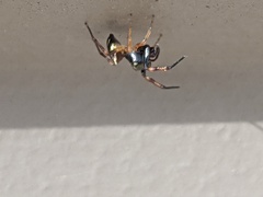 Zygoballus rufipes