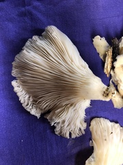 Pleurocybella porrigens