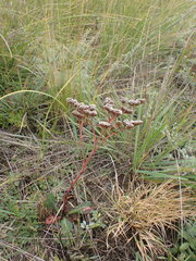 Goniolimon speciosum