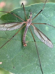 Tipula oleracea