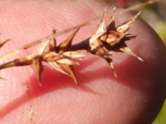 Carex echinata phyllomanica