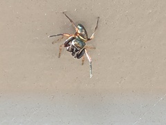 Zygoballus rufipes