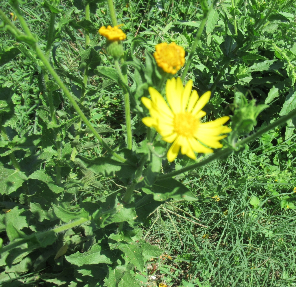 Camphorweed from Wilson Ledbetter Park, FM 1600, Cameron, TX, USA on September 06, 2022 at 0145