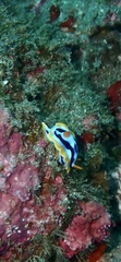 Chromodoris strigata