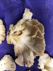 Pleurocybella porrigens