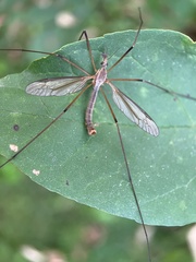 Tipula oleracea