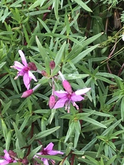 Chamaenerion fleischeri