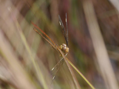 Palpopleura