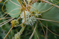 Cuscuta californica