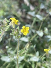 Erythranthe floribunda