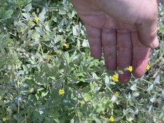 Erythranthe floribunda