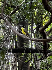 Pitangus sulphuratus