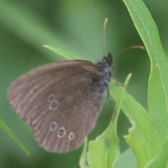 Aphantopus hyperantus
