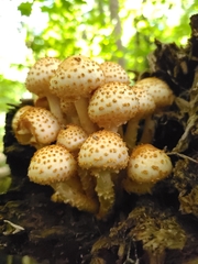 Pholiota squarrosoides
