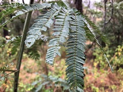 Acacia glaucocarpa