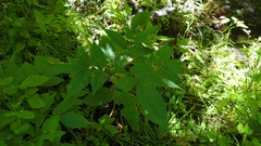 Fraxinus nigra