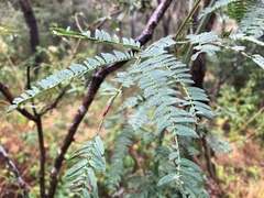 Acacia glaucocarpa
