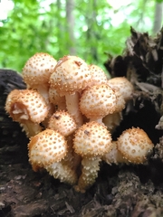 Pholiota squarrosoides
