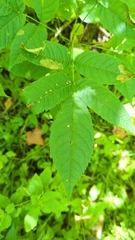 Fraxinus nigra