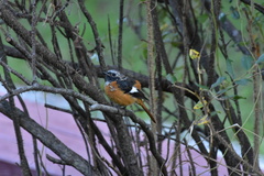 Phoenicurus auroreus