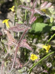 Erythranthe floribunda