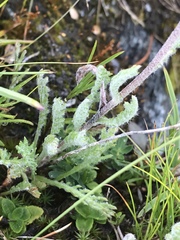 Achillea nana