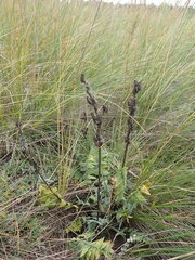 Oxytropis strobilacea