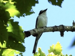 Pericrocotus divaricatus