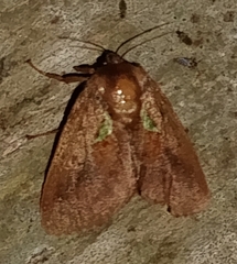 Euclea mesoamericana