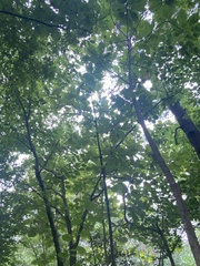 Magnolia macrophylla