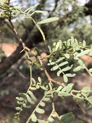 Prosopis velutina