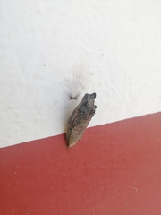 Papilionidae