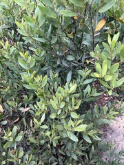 Acacia longifolia