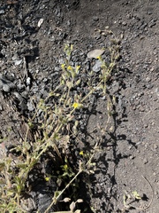 Erythranthe floribunda